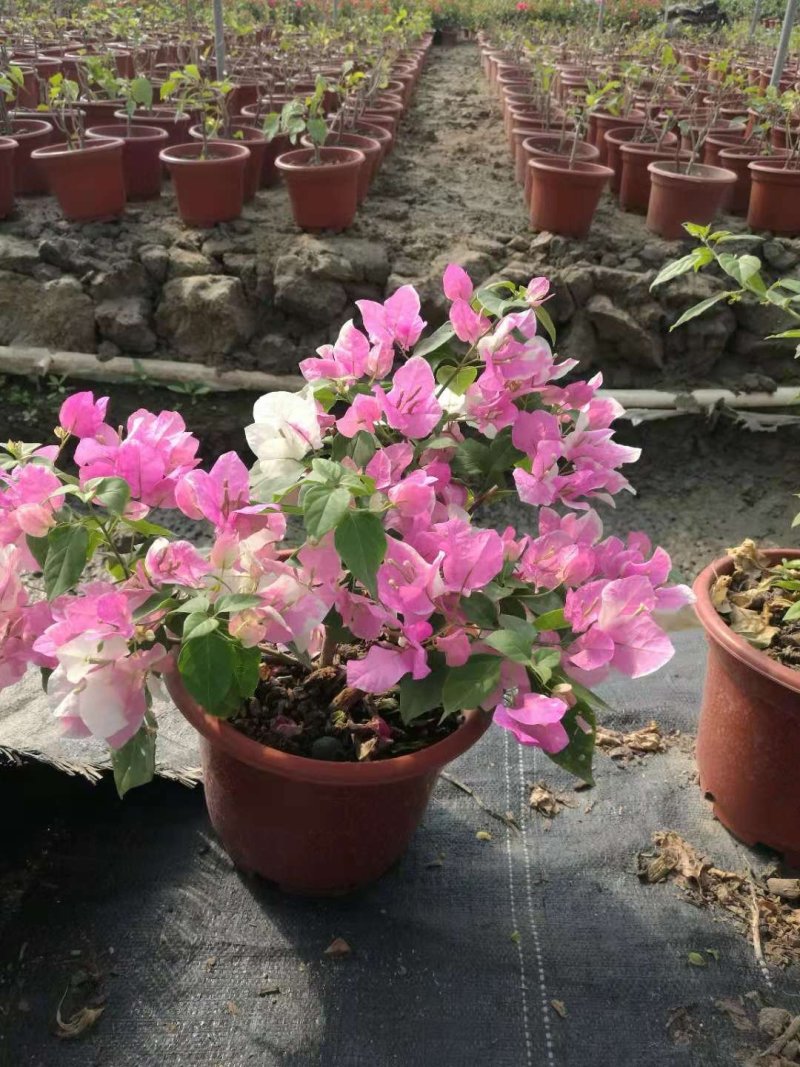 三角梅基质小苗红色紫色粉色黄色多色新品种基质小苗带土发货