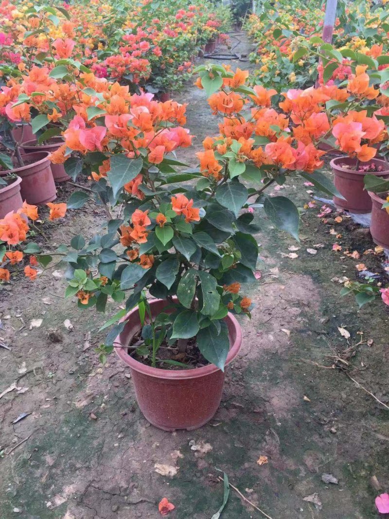 三角梅基质小苗红色紫色粉色黄色多色新品种基质小苗带土发货