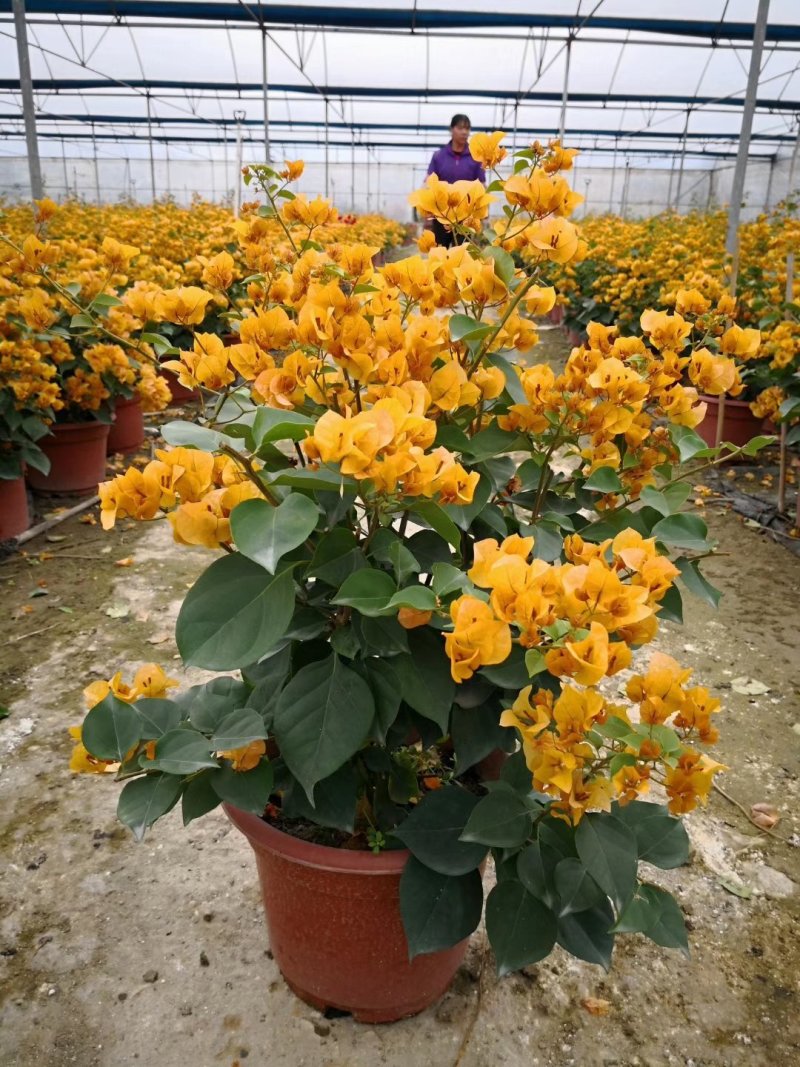 三角梅基质小苗红色紫色粉色黄色多色新品种基质小苗带土发货
