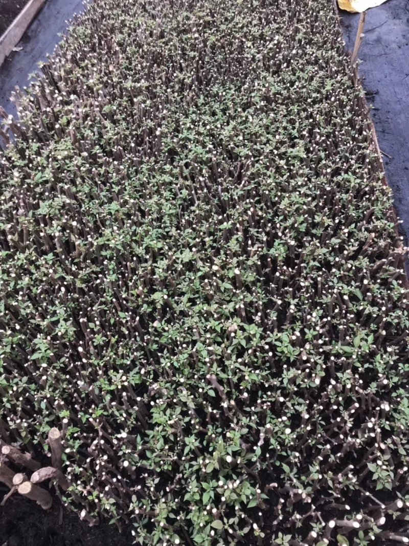 三角梅基质小苗红色紫色粉色黄色多色新品种基质小苗带土发货