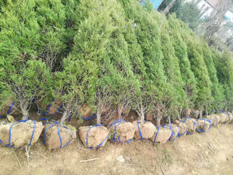 塔柏各种1米-4米规格齐全欢迎前来考察