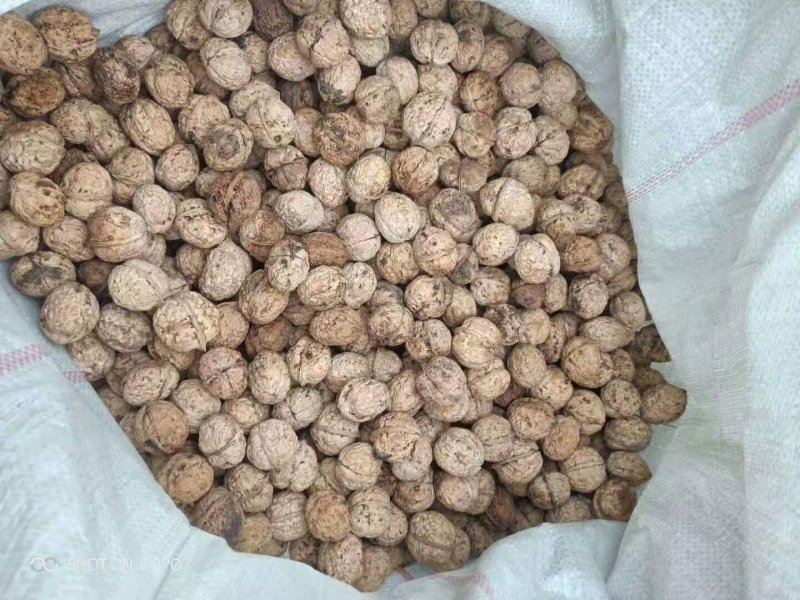 云南冷远大泡核桃