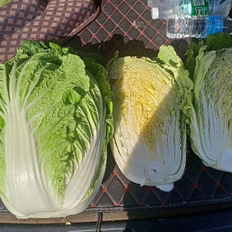 黄心白菜，货源充足，质量能保证，专业的工人团队。