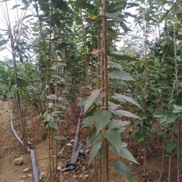 樱花苗。飞寒晚樱毛樱当年小苗成品苗大量供应
