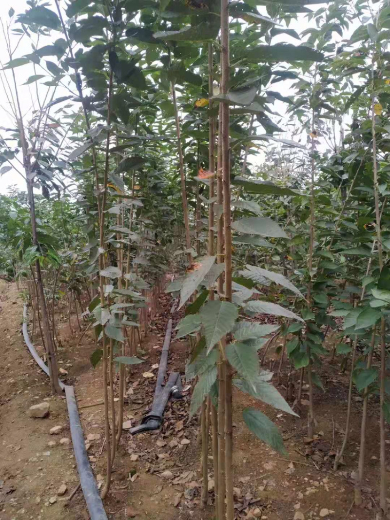 樱花苗。飞寒晚樱毛樱当年小苗成品苗大量供应