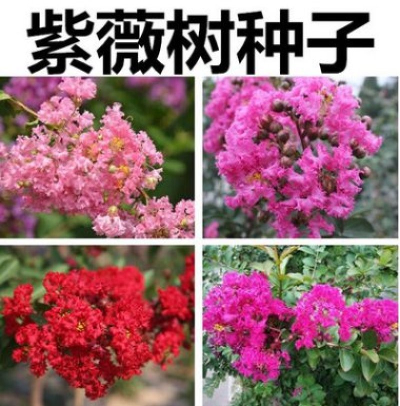 自产自销紫薇苗，紫薇树苗，百日红树苗