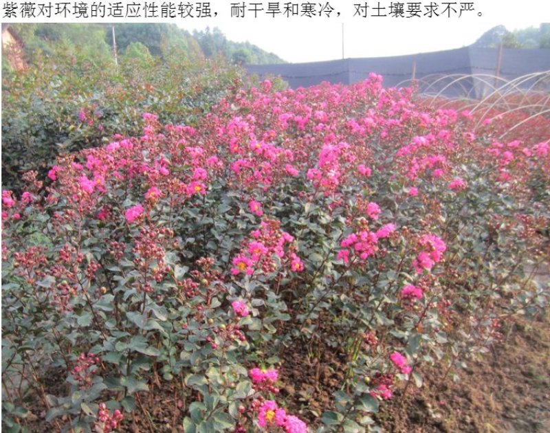 自产自销紫薇苗，紫薇树苗，百日红树苗