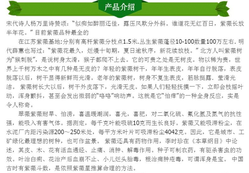 自产自销紫薇苗，紫薇树苗，百日红树苗