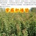 自产自销紫薇苗，紫薇树苗，百日红树苗