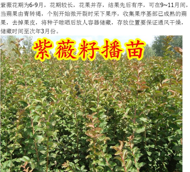 自产自销紫薇苗，紫薇树苗，百日红树苗