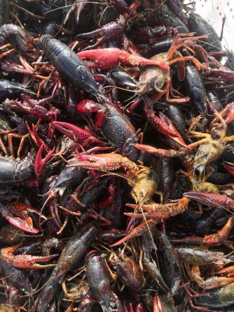 出售虾苗，泥鳅苗，黄鳝苗各种特色鱼苗等