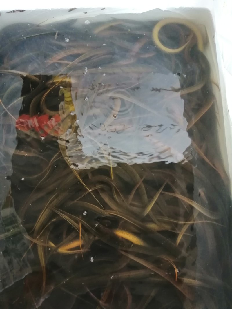 出售虾苗，泥鳅苗，黄鳝苗各种特色鱼苗等
