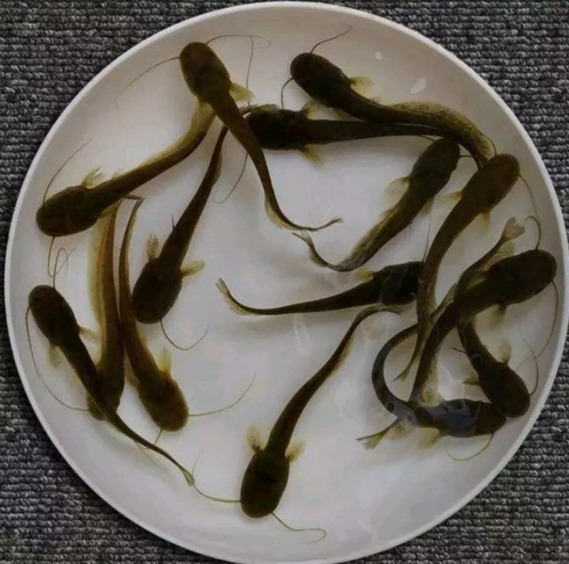 出售虾苗，泥鳅苗，黄鳝苗各种特色鱼苗等