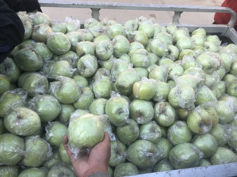 河北印度青苹果，纯甜，30年老树糖分足，小时侯的味道