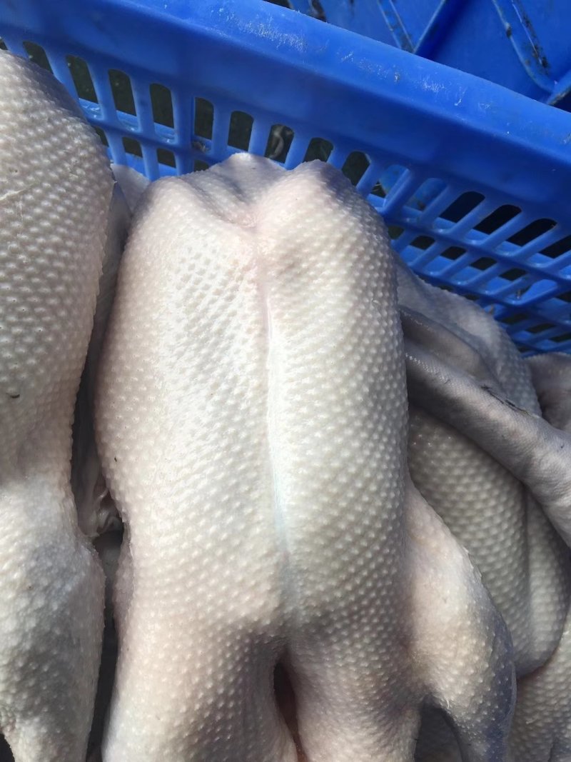 白条鸭
