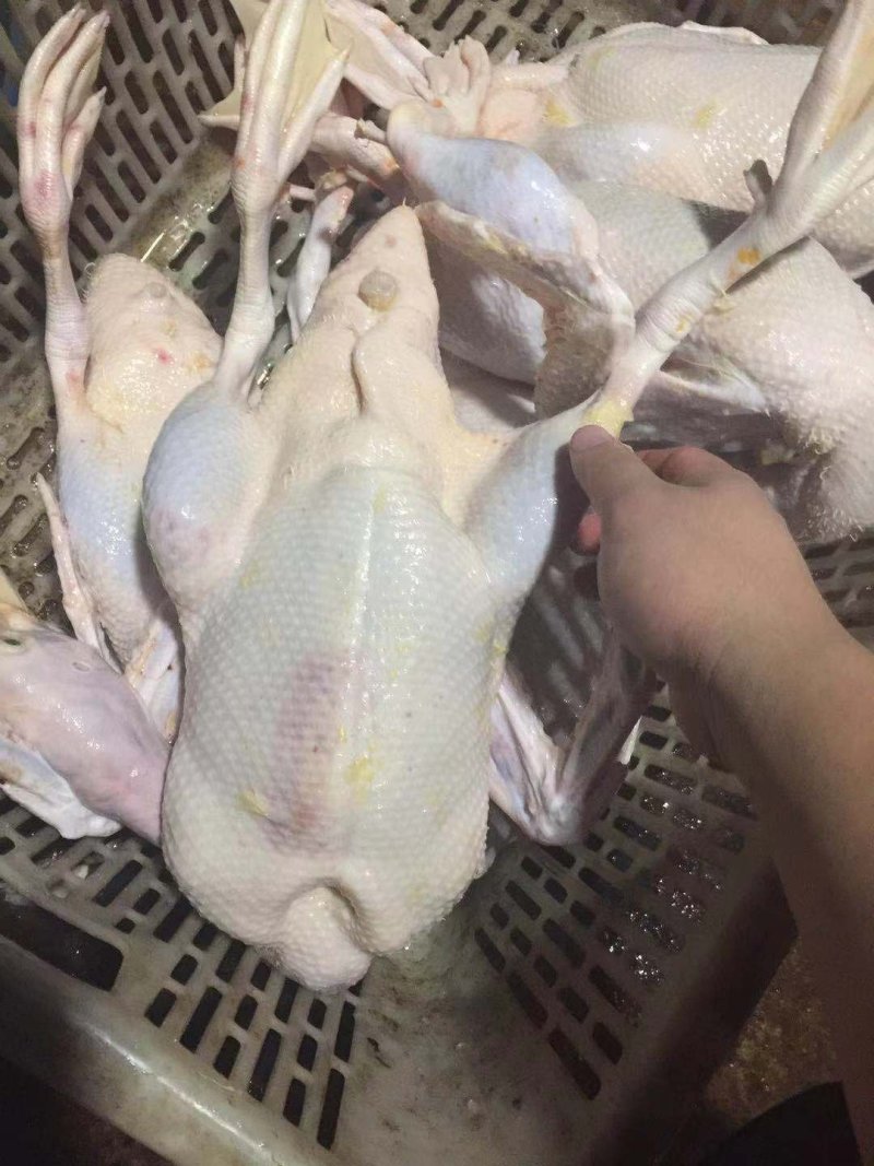 白条鸭