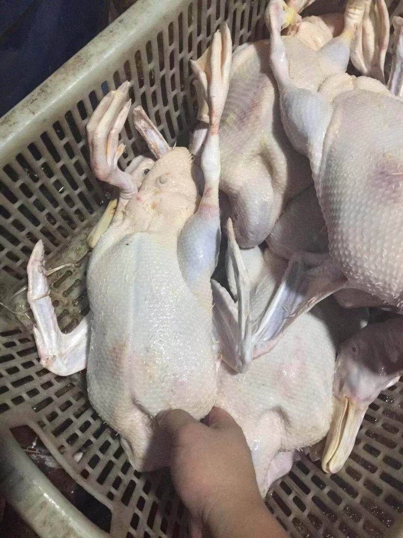 白条鸭