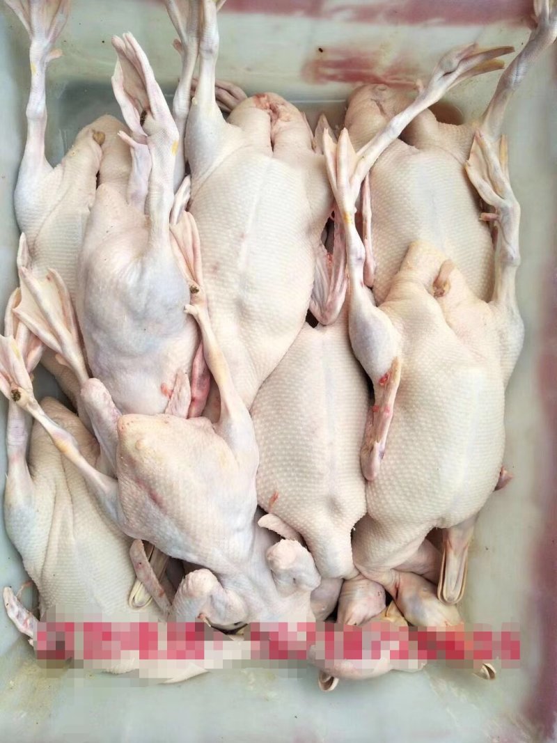 白条鸭