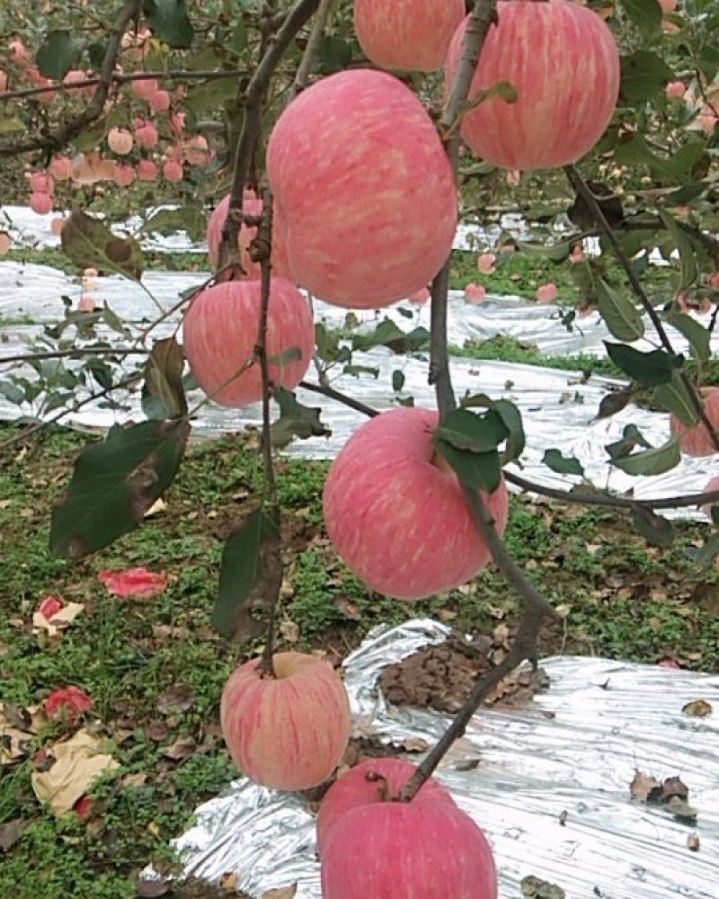 苹果