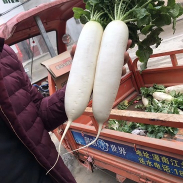 四川南充精品白萝卜,纯白一级货,三排四排五排散装均可