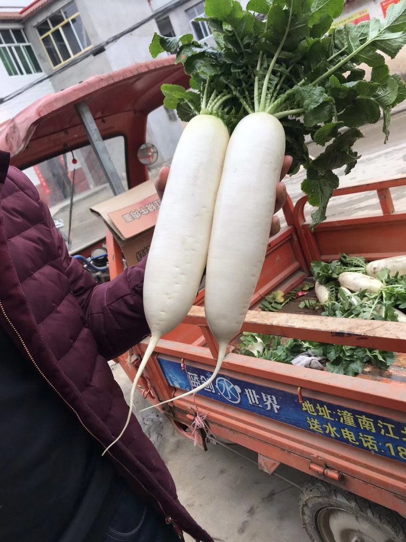 四川南充精品白萝卜，纯白一级货，三排四排五排散装均可