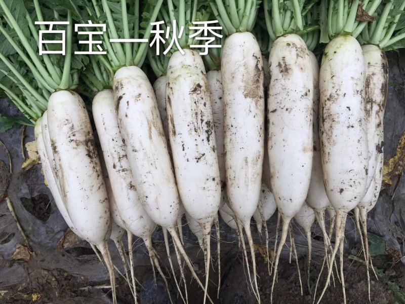 四川南充精品白萝卜，纯白一级货，三排四排五排散装均可