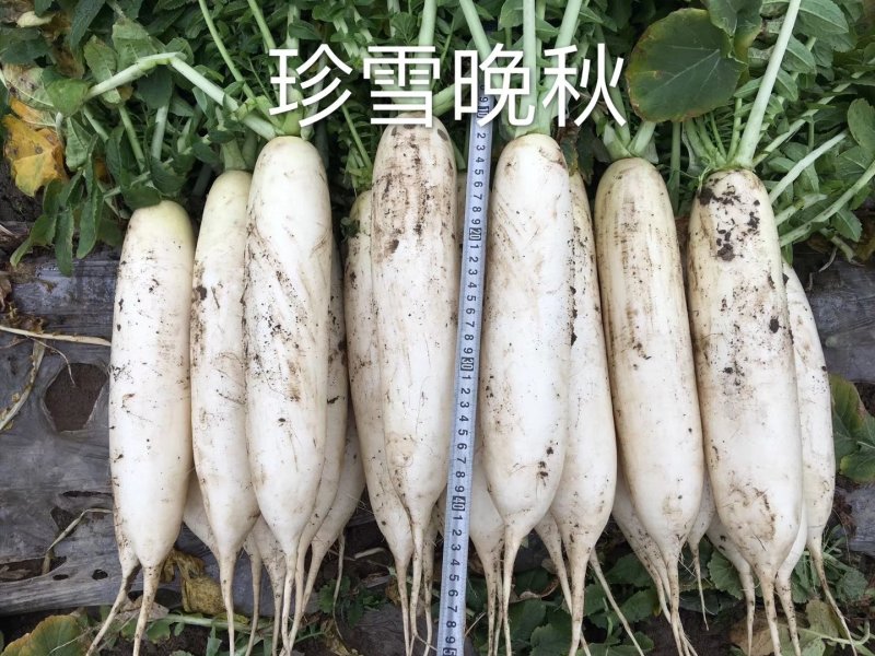 四川南充精品白萝卜，纯白一级货，三排四排五排散装均可