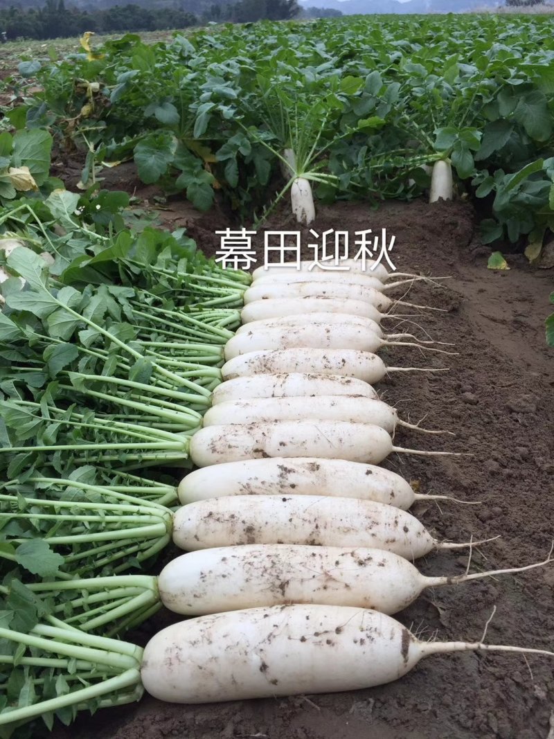 四川南充精品白萝卜，纯白一级货，三排四排五排散装均可
