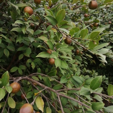 油茶果