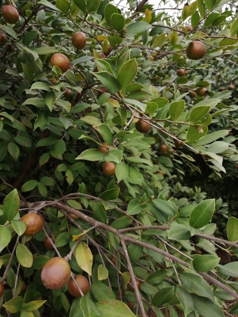 油茶果