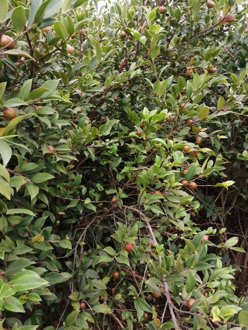 油茶果