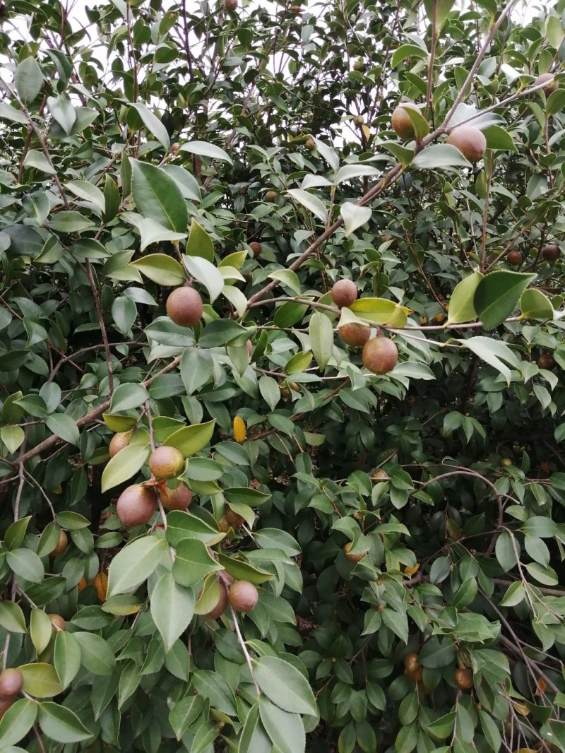 油茶果