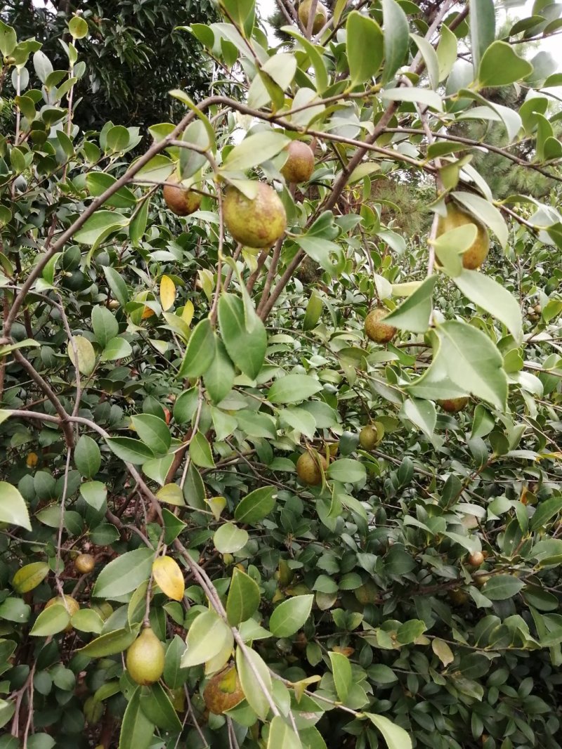 油茶果