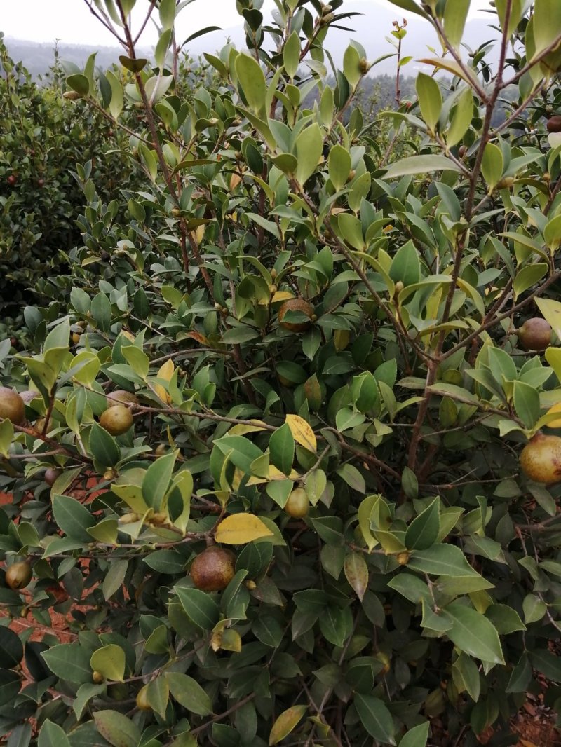 油茶果