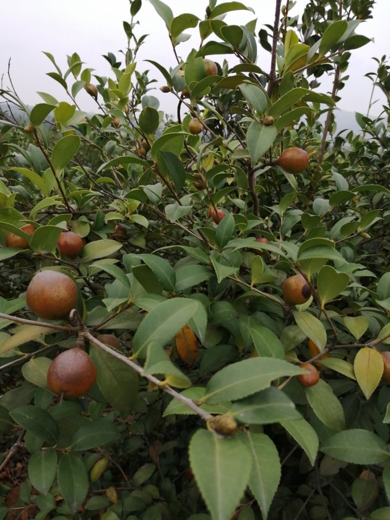 油茶果