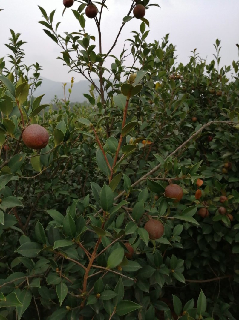 油茶果