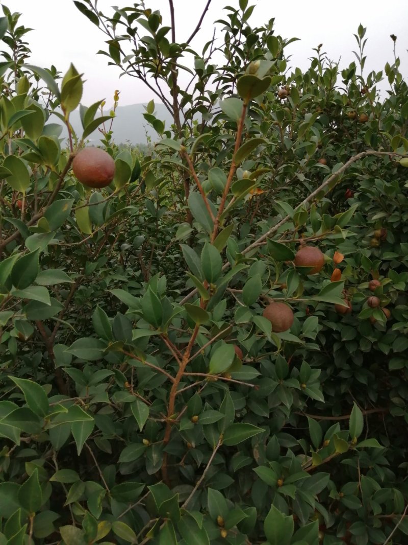 油茶果