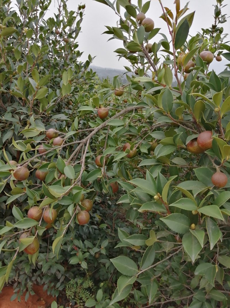 油茶果