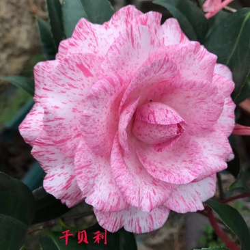 名贵品种茶花：干贝利茶花苗12杯带花苞产地发货快递包邮