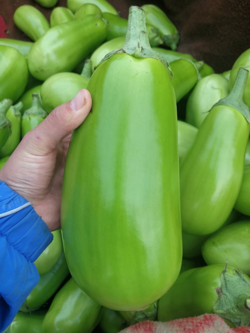 青茄苗提前一个月预定嫁接苗提前三个月预定