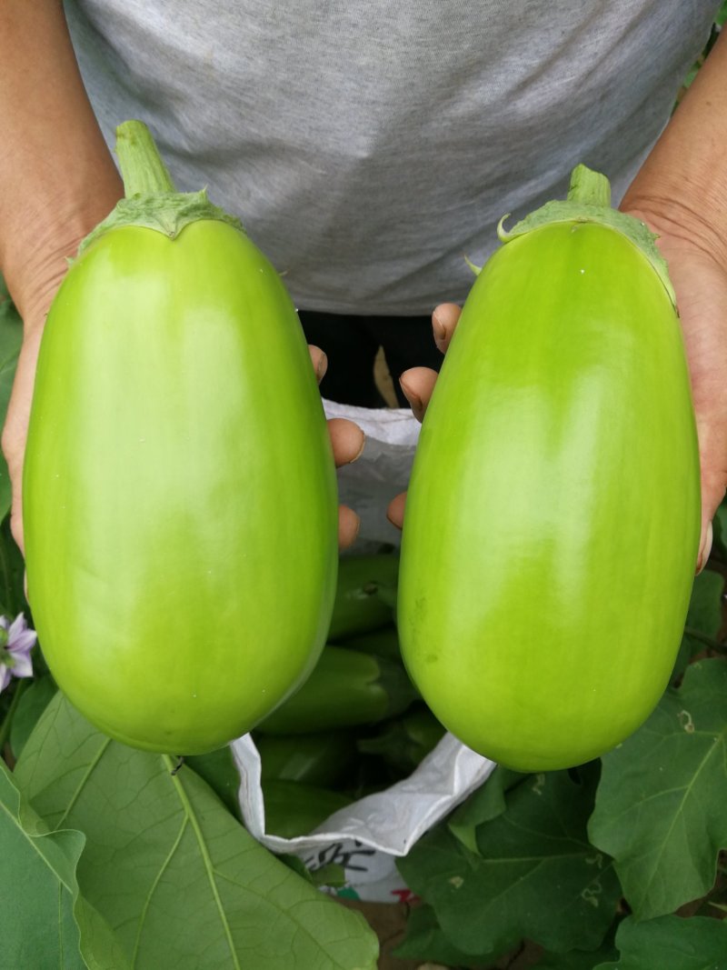 青茄苗提前一个月预定嫁接苗提前三个月预定