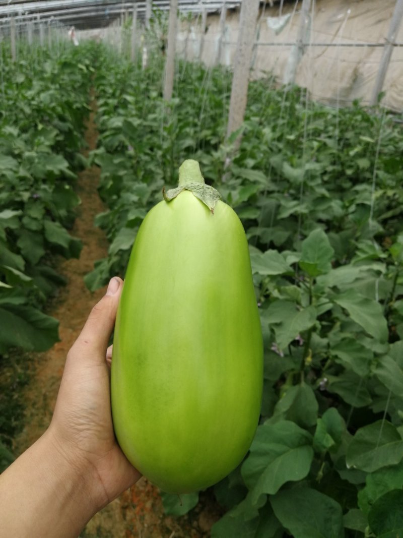 青茄苗提前一个月预定嫁接苗提前三个月预定