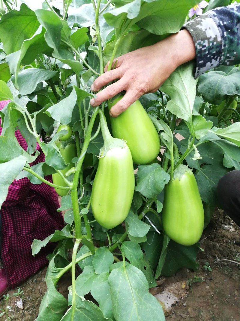 青茄苗提前一个月预定嫁接苗提前三个月预定