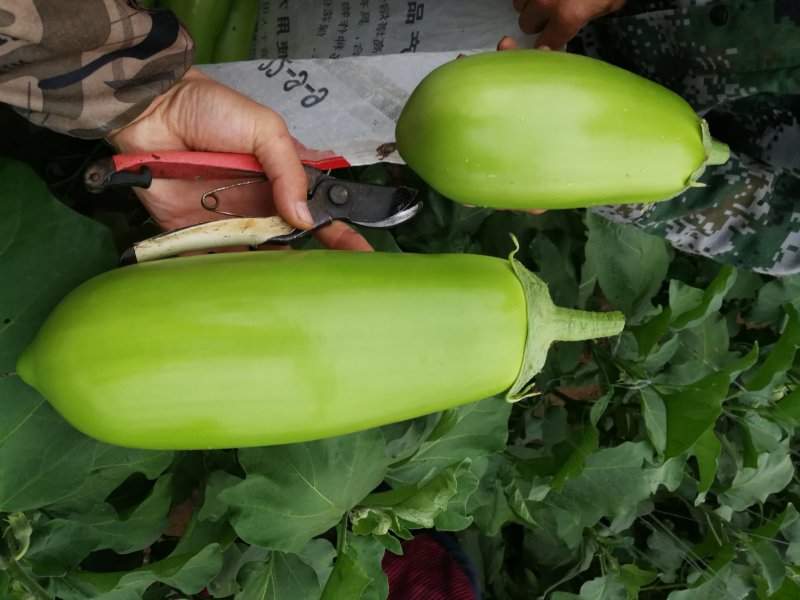 青茄苗提前一个月预定嫁接苗提前三个月预定