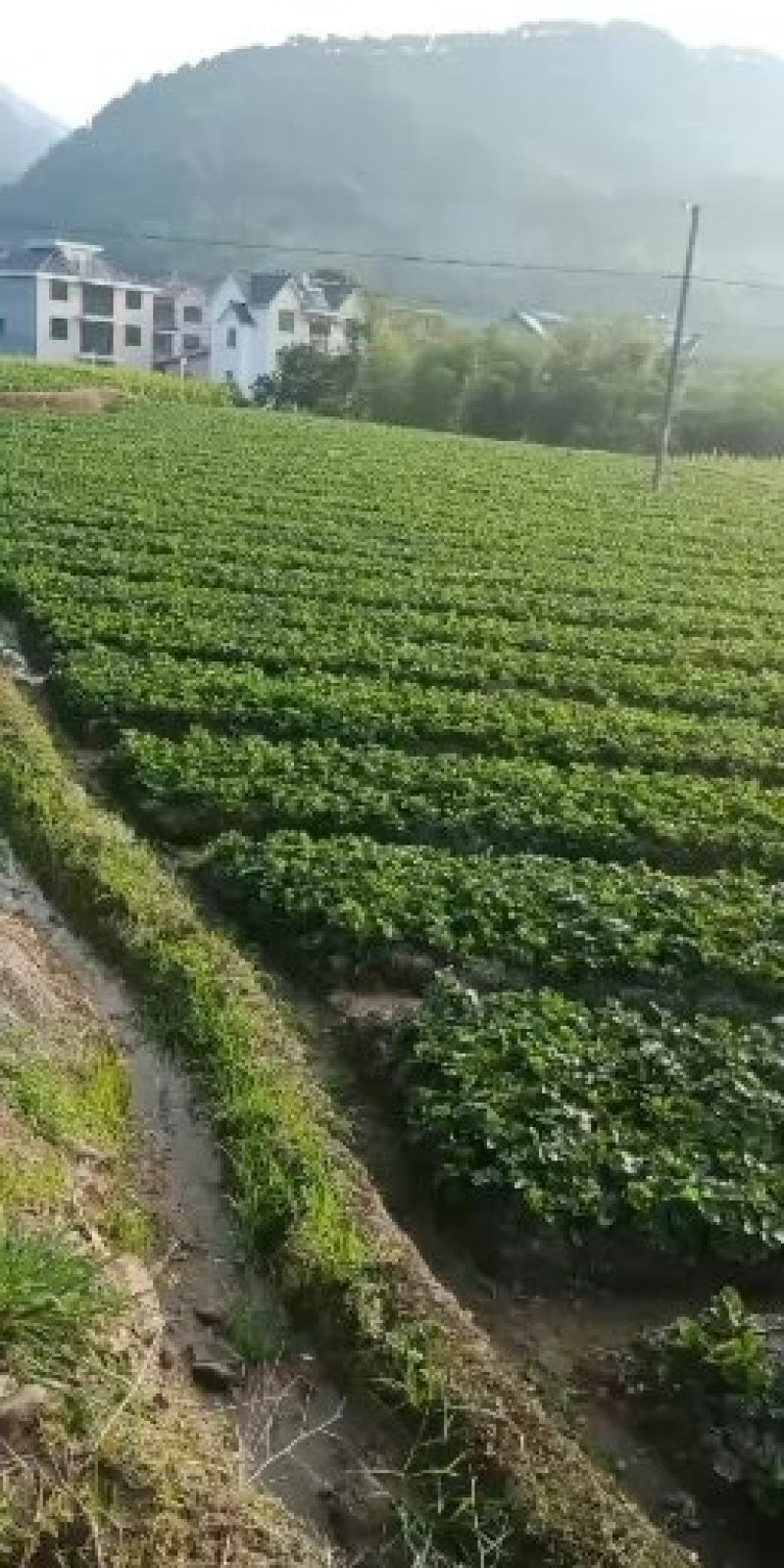 建德精品红颜草莓苗欢迎视频看货