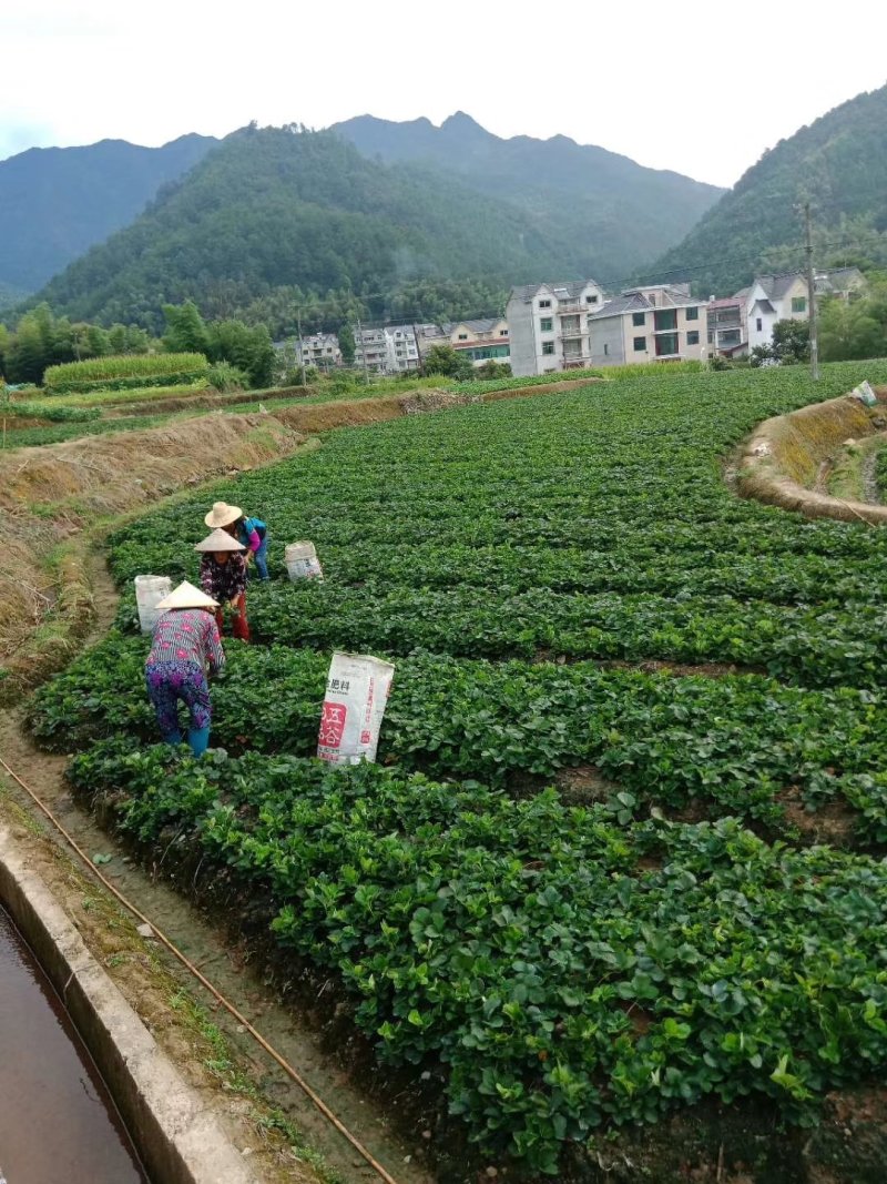 建德精品红颜草莓苗欢迎视频看货