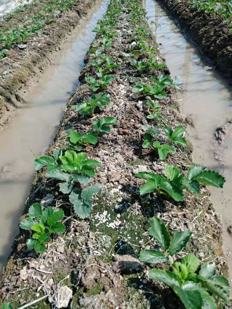 建德精品红颜草莓苗欢迎视频看货