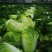 河南娃娃菜大娃小娃娃菜专业场地精品加工24H随时看货