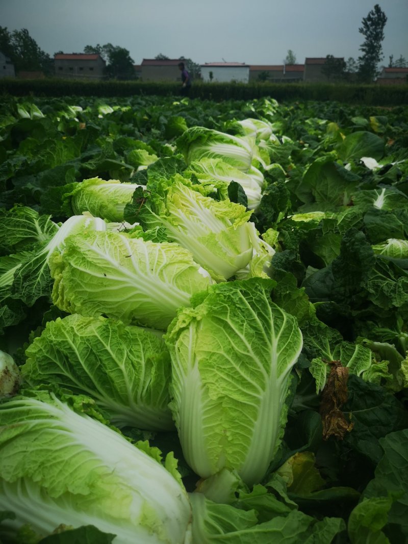 河南娃娃菜大娃小娃娃菜专业场地精品加工24H随时看货