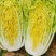 河南娃娃菜大娃小娃娃菜专业场地精品加工24H随时看货